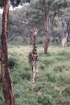 Giraffes at giraffe sanctuary